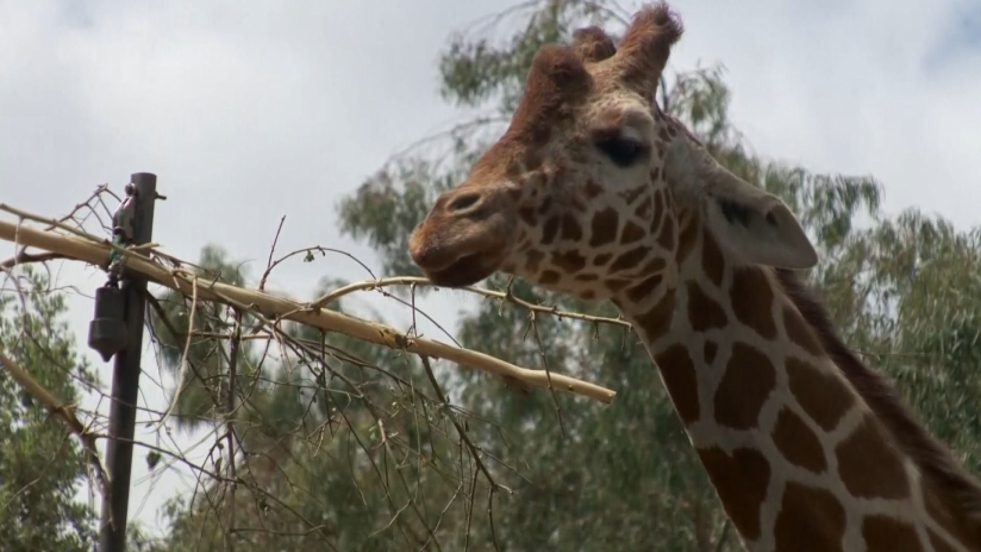 Giraffe in exhibit at Sacramento zoo.
