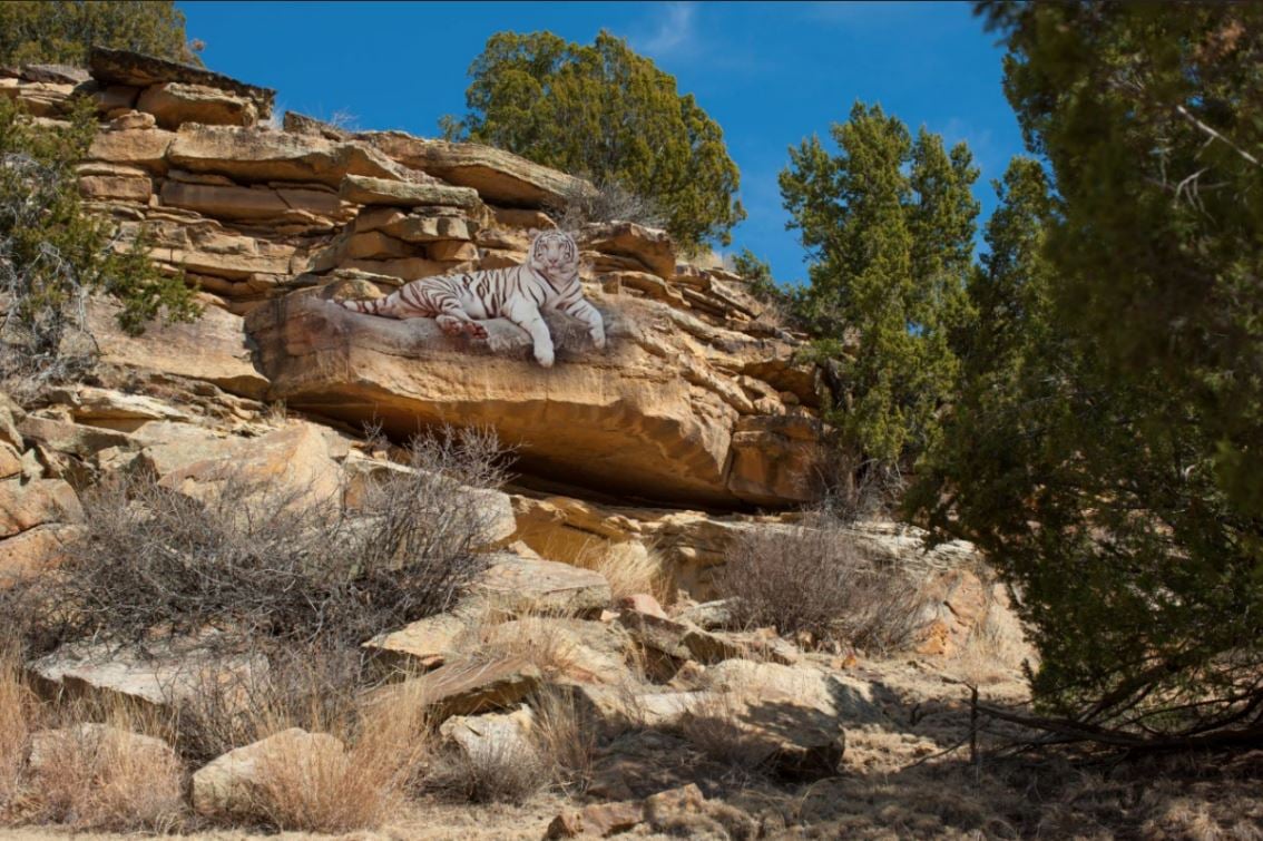 Wild Animal Sanctuary Purchases 9 004 Acres Of Land In Baca County