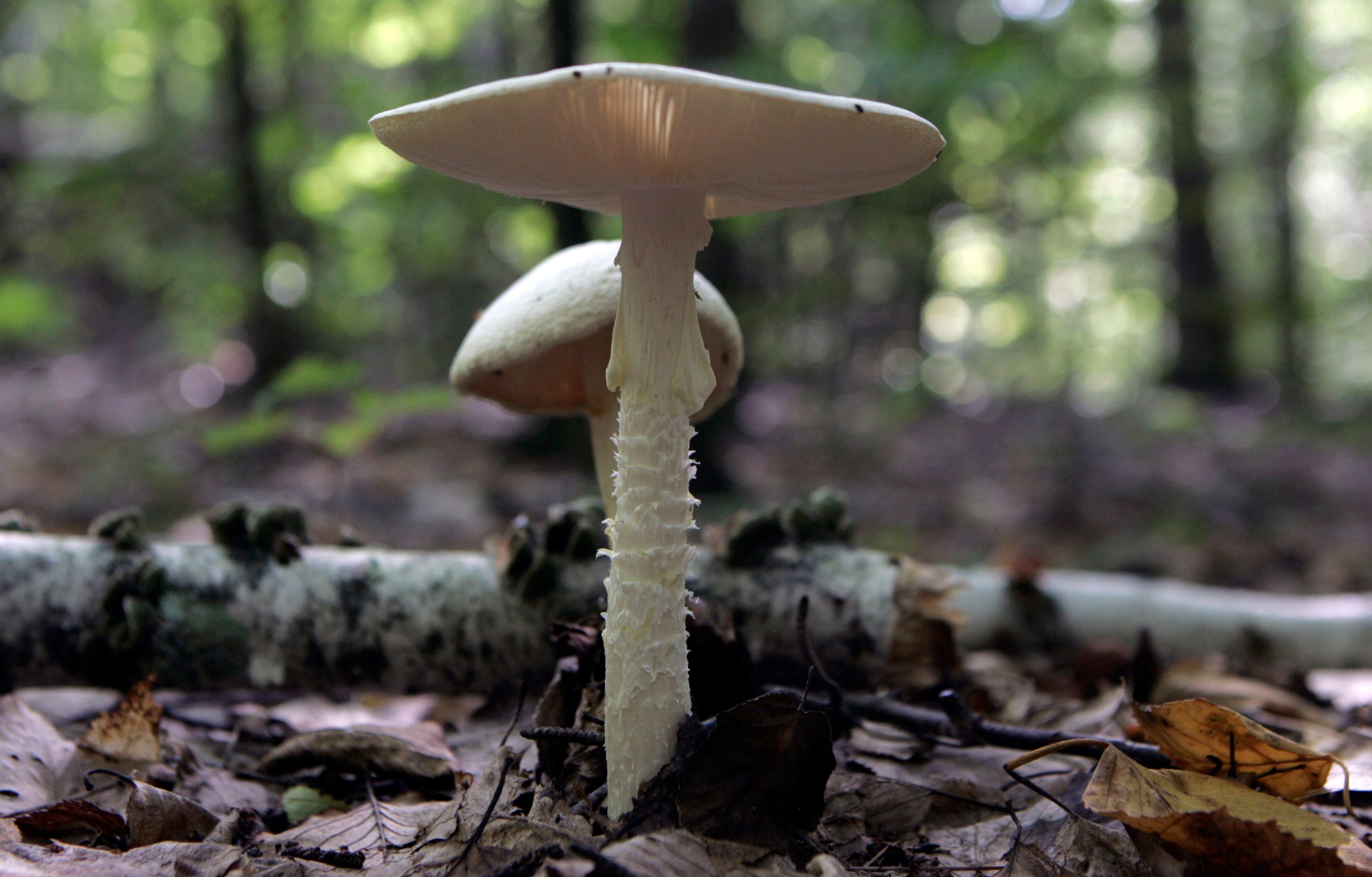 Deadly Mushroom Found Growing In Aurora